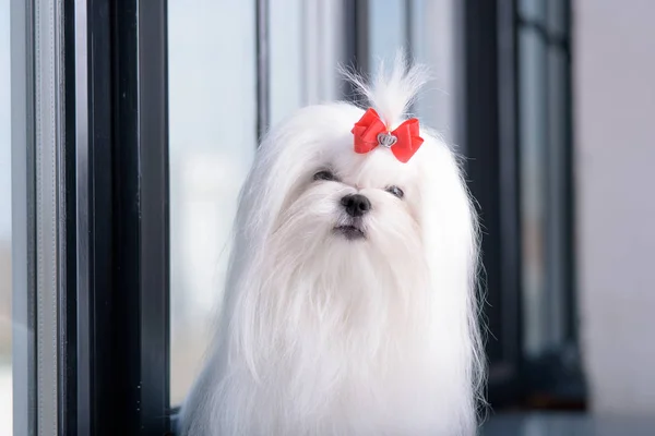 Retrato de pequeñas razas glamorosas de perros blancos Maltés . — Foto de Stock