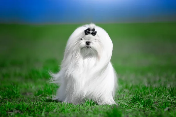 White dog breed Maltese on the grass. — Stock Photo, Image