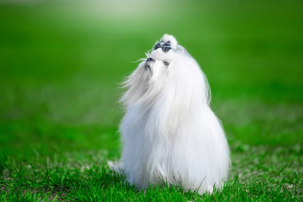 White dog breed Maltese on the grass. — Stock Photo, Image