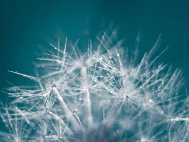 Dandelion makro fotoğrafçılığı. Turkuaz arka plan. Sanat fotoğrafçılığı.