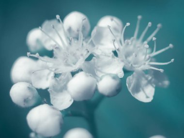 Elma çiçeğinin makrofotoğrafçılığı. Şefkat ve güzellik kavramı. Onun bahar.