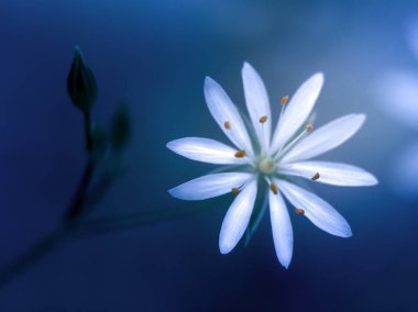 Güzel bir tek çiçek bir makrofotoğrafçılık. Muhteşem gizemli çiçek tarhı.