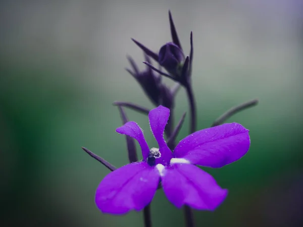 Lukking av vakre blomster. Bakgrunn - lilla persienner . – stockfoto