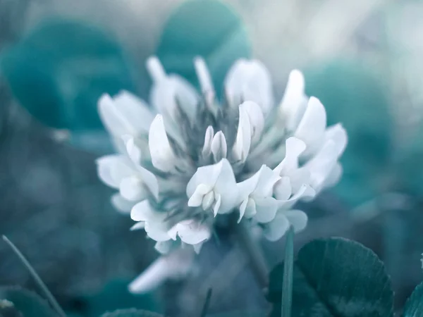 Uma macrofotografia de uma bela flor única. Fabuloso canteiro misterioso . — Fotografia de Stock