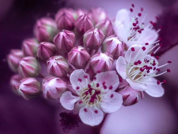 Closeup de belas flores. Fundo - tons roxos . — Fotografia de Stock