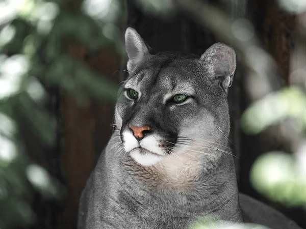 Portret górskiego Lwa w syberyjskim zoo. Piękny kot z zielonymi oczami. — Zdjęcie stockowe