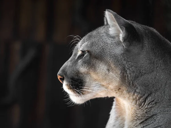 Portret górskiego Lwa w syberyjskim zoo. Piękny kot z zielonymi oczami. — Zdjęcie stockowe