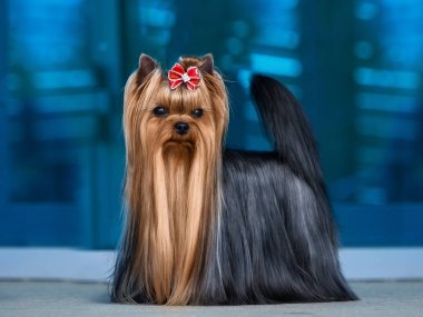 Şirin Yorkshire Teriyer Köpeği Avluda Oynuyor