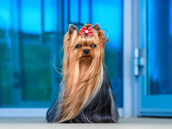 Lindo Yorkshire Terrier perro jugando en el patio —  Fotos de Stock