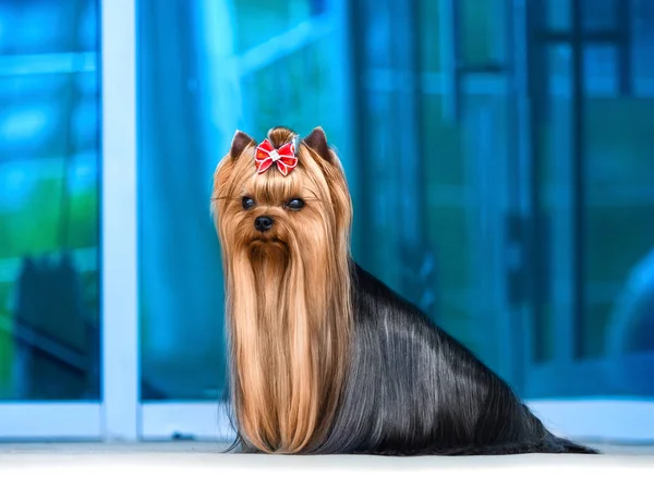 Cute Yorkshire Terrier Dog Playing in the Yard — Stock Photo, Image