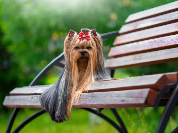 Şirin Yorkshire Teriyer Köpeği Avluda Oynuyor