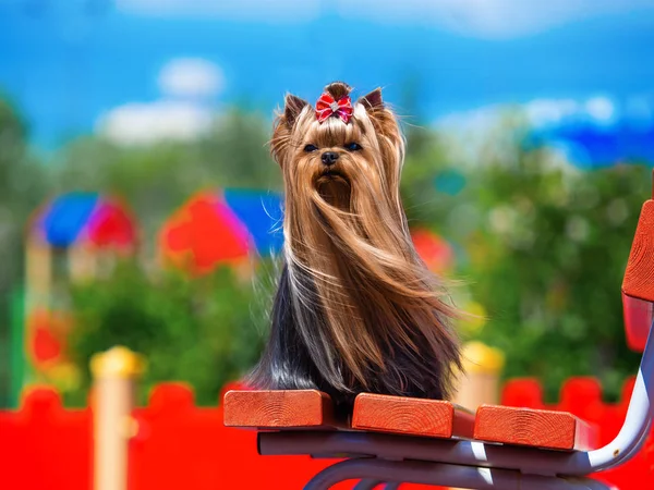 Niedliche Yorkshire Terrier-Hündin beim Spielen im Hof — Stockfoto