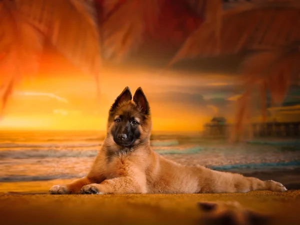 Cachorro tervuren en la playa al atardecer . —  Fotos de Stock