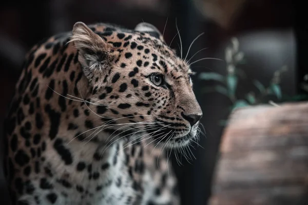 Beautiful portrait of a predatory animal. Leopard. Male. — Stock Photo, Image