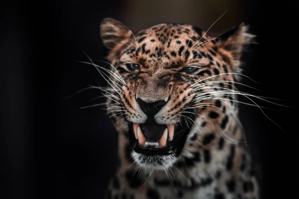 Beautiful portrait of a predatory animal. Leopard. Male. — Stock Photo, Image