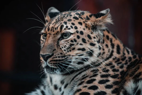 Krásný portrét dravých zvířat. Leopard. Muž. — Stock fotografie