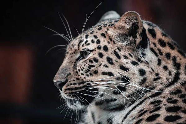 Beautiful portrait of a predatory animal. Leopard. Male. — Stock Photo, Image