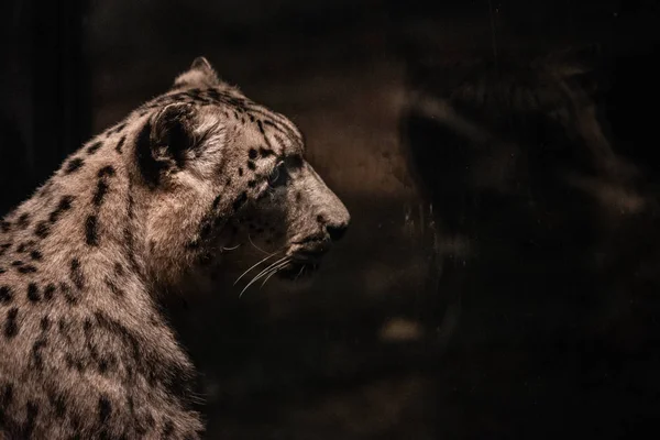 Piękny portret drapieżnych zwierząt. Leopard. Mężczyzna. — Zdjęcie stockowe