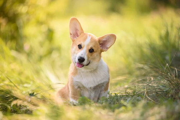 Güneşli bir çayırda köpek corgi. Yaz yürüyüşü.