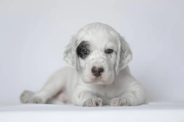 Filhote de cachorro da incubadora inglesa. Em um fundo branco . — Fotografia de Stock