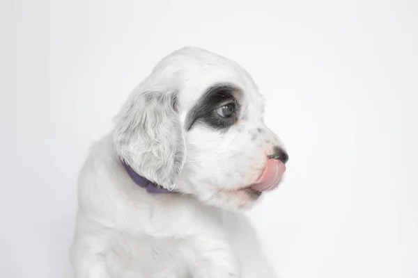 Puppy van de Engelse Setter. Op een witte achtergrond. — Stockfoto