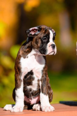 Sonbahar Park Sevimli kaplan köpek yavrusu doğurmak boksör.