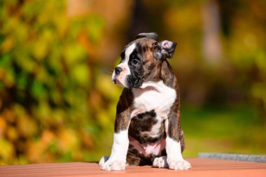 Sonbahar Park Sevimli kaplan köpek yavrusu doğurmak boksör.