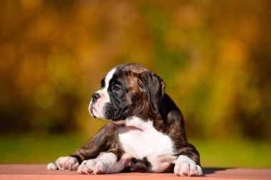 Sonbahar Park Sevimli kaplan köpek yavrusu doğurmak boksör.