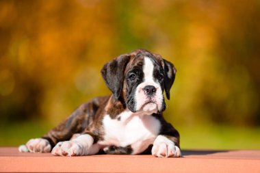 Sonbahar Park Sevimli kaplan köpek yavrusu doğurmak boksör.