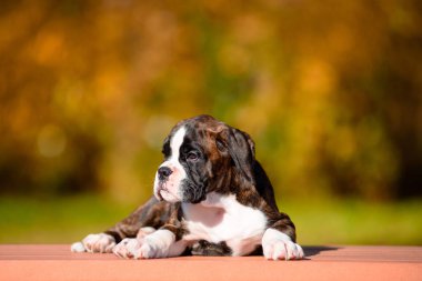 Sonbahar Park Sevimli kaplan köpek yavrusu doğurmak boksör.