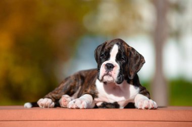 Sonbahar Park Sevimli kaplan köpek yavrusu doğurmak boksör.