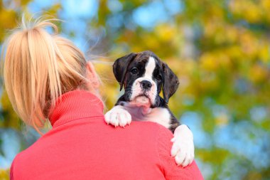 Kızın omzunda sevimli kaplan köpek yavrusu doğurmak boksör.