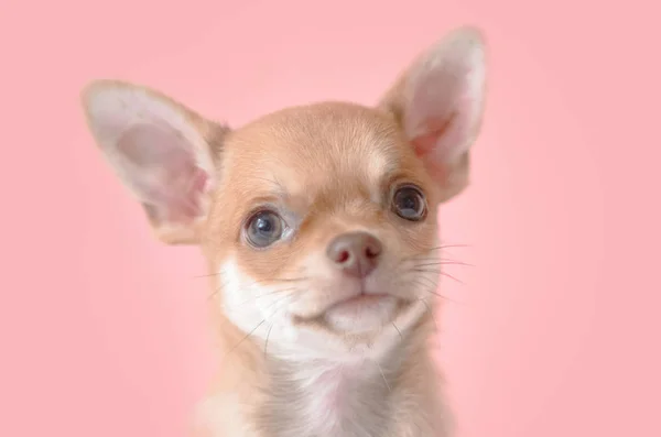 Porträtt av en Chihuahua valp på en rosa bakgrund. — Stockfoto