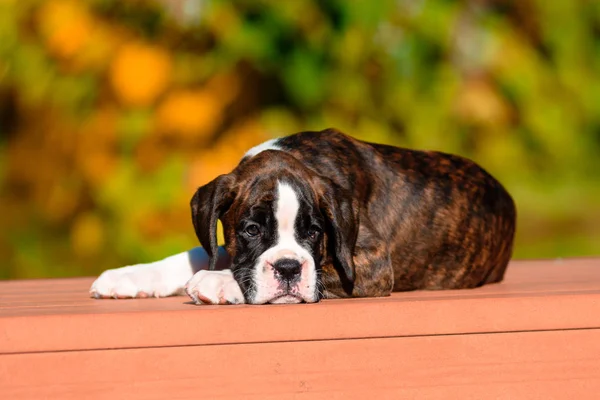 Schattig Tiger puppy RAS Boxer in herfst Park. — Stockfoto