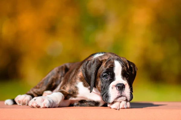 Sonbahar Park Sevimli kaplan köpek yavrusu doğurmak boksör.