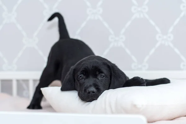 Zwarte Labrador puppy spelen op het bed. — Stockfoto