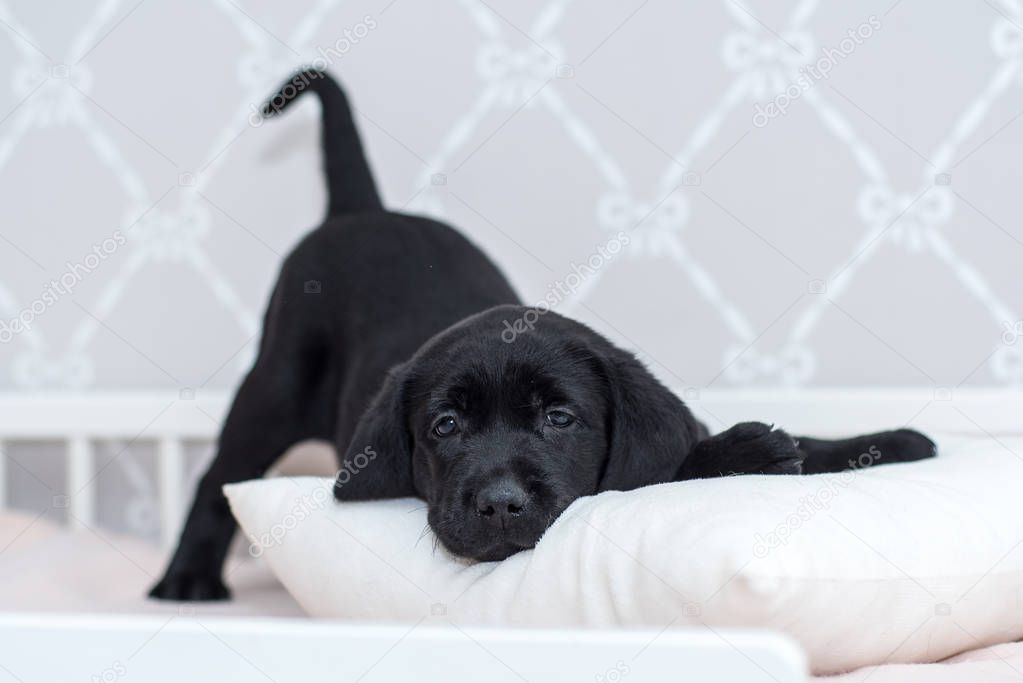 Black Labrador puppy playing on the bed.