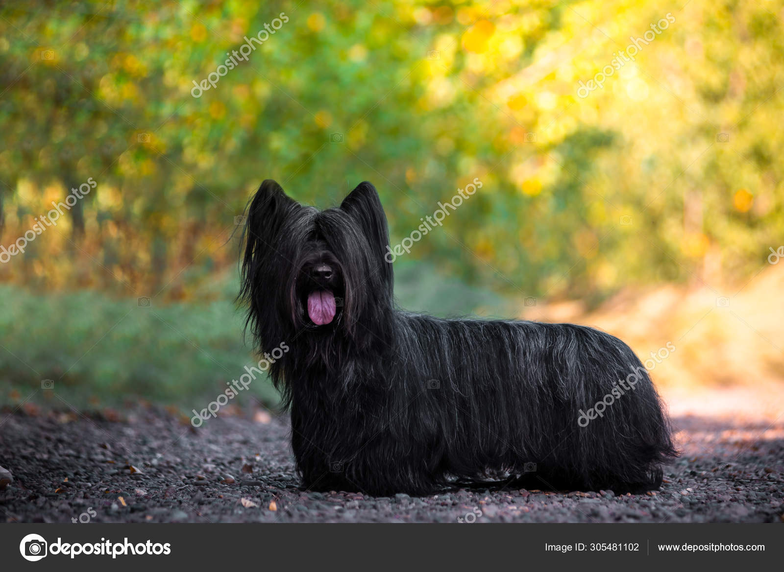black skye terrier
