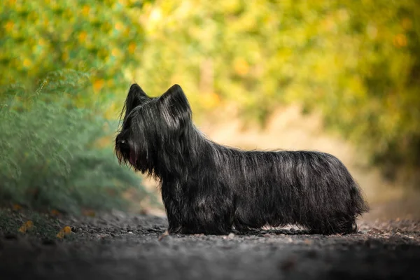 Skye Terrier preto andando em uma clareira ensolarada na floresta . — Fotografia de Stock