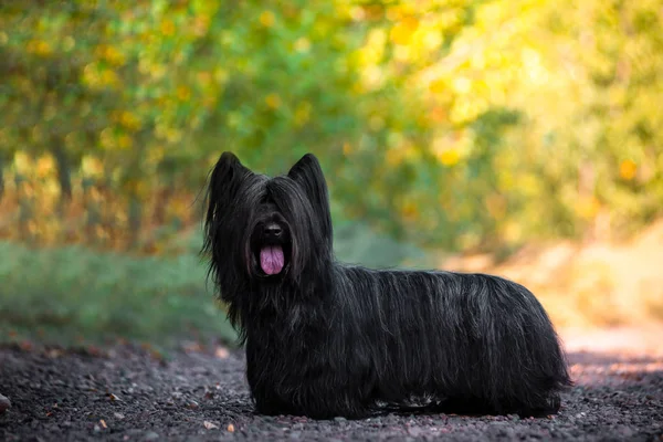 Skye terrier Black Walking i en solig clearing i skogen. — Stockfoto