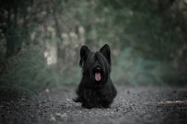 Skye Terrier ormanda siyah yürüyüş.