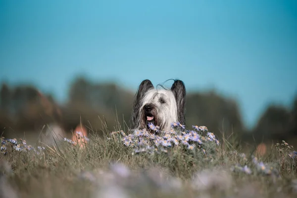Skye terrier vete färg promenader i skogen. — Stockfoto