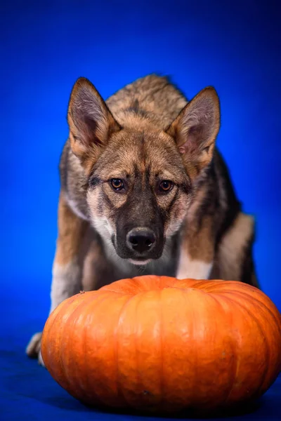 Color zonal del perro sobre un fondo azul junto a una calabaza. Halloween . —  Fotos de Stock