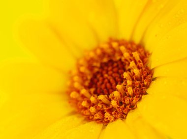 Sarı arka planda sarı çiçek. Makro fotoğrafçılık.