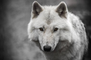 Kutup kurdu portresi. Yakışıklı genç erkek..