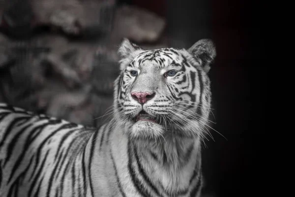 Biała odmiana tygrysa bengalskiego. Piękna kobieta biały tygrys. — Zdjęcie stockowe