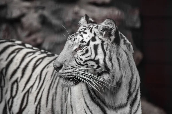 Tiger Bengal white variation. Beautiful female white tiger.