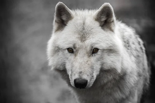 Retrato de lobo polar guapo joven macho . — Foto de Stock