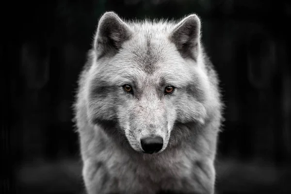 Portrait de loup polaire beau jeune homme . — Photo