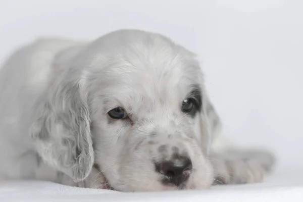 Cachorro del setter inglés. Sobre un fondo blanco . —  Fotos de Stock